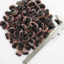large black speckled kidney beans